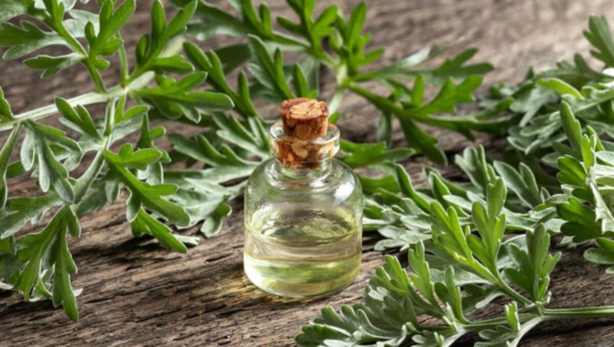 بالمواصفات والاسعار: افضل 5 منتجات عشبة الشيح 2025