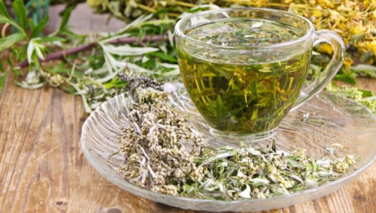 اليكي فوائد عشبة الشيح المتعددة مع دواعي استخدامها