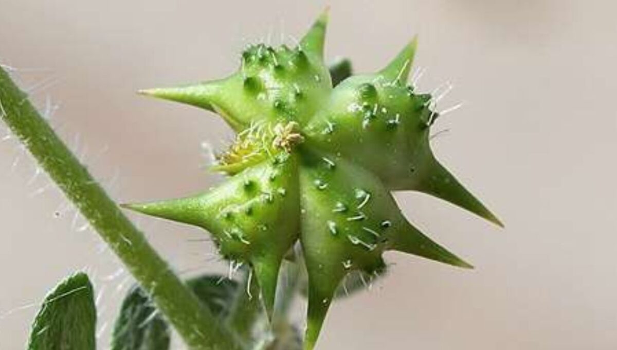 إليك فوائد عشبة الحسك مع طريقة الاستخدام الصحيحة