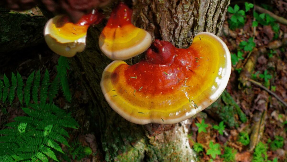 دليلك الشامل حول الفطر الريشي ودواعي استخدامه