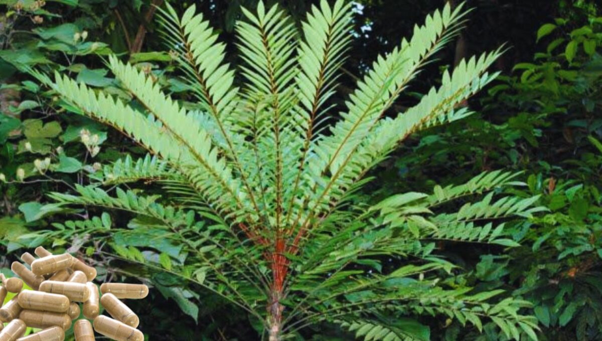 بالصور والاسعار: إليك افضل 7 انواع كبسولات عكازة علي في 2025